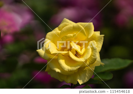 Early summer rose garden, vibrant yellow Inca Early summer rose garden, vibrant yellow Inca 115454618