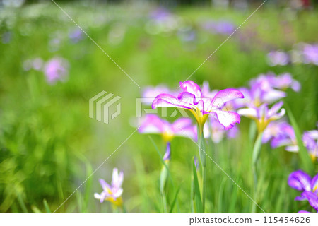A park in early summer: Beautiful blooming irises A park in early summer: Beautiful blooming irises 115454626