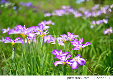 A park in early summer: Beautiful blooming irises A park in early summer: Beautiful blooming irises 115454627