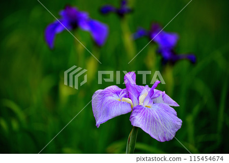 A park in early summer: Beautiful blooming irises 115454674