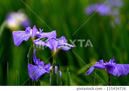 A park in early summer: Beautiful blooming irises 115454726