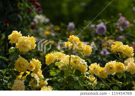 Early summer rose garden, refreshing yellow gold bunny 115454769