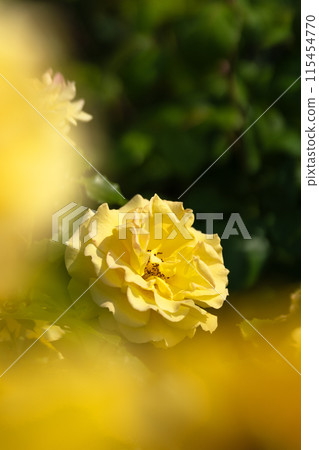 Early summer rose garden, refreshing yellow gold bunny Early summer rose garden, refreshing yellow gold bunny 115454770