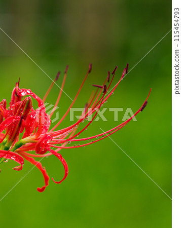 Cluster amaryllis after the rain Cluster amaryllis after the rain 115454793