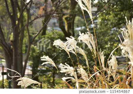 名古屋市東山動植物園的日本蒲葦 名古屋市東山動植物園的日本蒲葦 115454867
