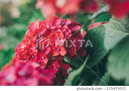 hydrangea   115455035