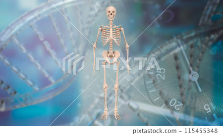 The skeleton for education or health concept 3d rendering. 115455348