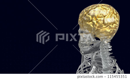 The crystal skeleton and gold brain for education or health concept 3d rendering. The crystal skeleton and gold brain for education or health concept 3d rendering. 115455351