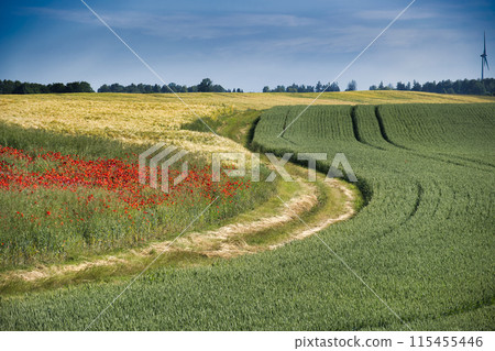 Scenic rural landscape with vibrant green fields and red poppy flowers 115455446