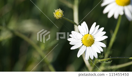 A close up of a white chamomile flower with a yellow center A close up of a white chamomile flower with a yellow center 115455450