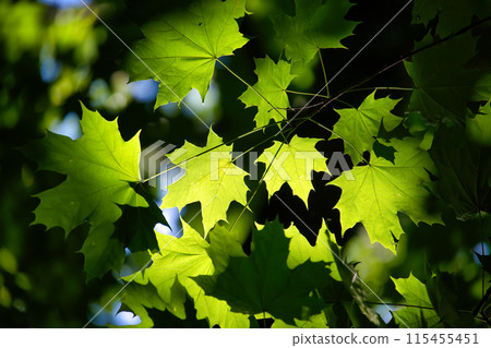 A close up of green leaves with the sun shining on them A close up of green leaves with the sun shining on them 115455451