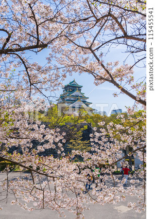 [Osaka Castle Park in Spring] Osaka Castle Tower and Cherry Blossoms 115455541
