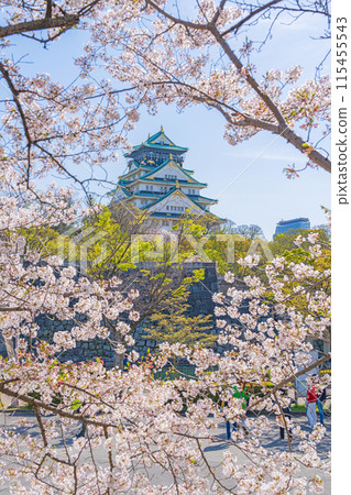 [Osaka Castle Park in Spring] Osaka Castle Tower and Cherry Blossoms 115455543