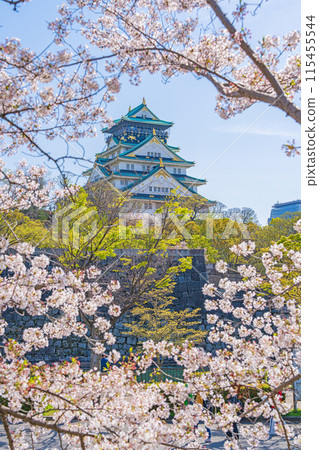 [Osaka Castle Park in Spring] Osaka Castle Tower and Cherry Blossoms 115455544