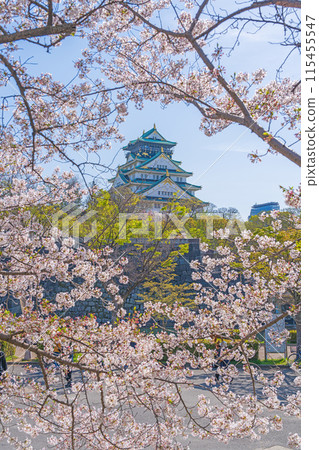 [Osaka Castle Park in Spring] Osaka Castle Tower and Cherry Blossoms 115455547