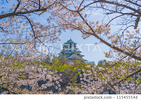 [Osaka Castle Park in Spring] Osaka Castle Tower and Cherry Blossoms 115455548