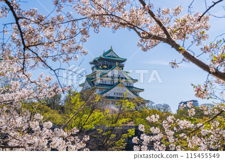 [Osaka Castle Park in Spring] Osaka Castle Tower and Cherry Blossoms 115455549