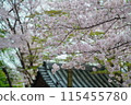 Cherry blossoms that bloom beautiful pink flowers in spring 115455780