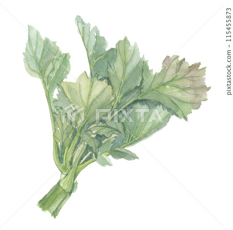 Watercolor painting of wild lettuce 115455873
