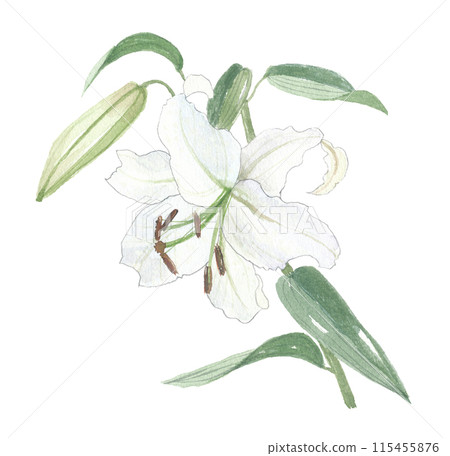 卡薩布蘭卡畫水彩 115455876