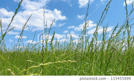 Blue sky, white clouds and grass Blue sky, white clouds and grass 115455899