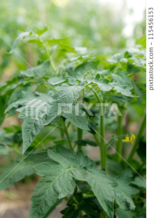 Green tomatoes in home garden greenhouse. Concept of locally grown organic vegetables food produce. Countryside Green tomatoes in home garden greenhouse. Concept of locally grown organic vegetables food produce. Countryside 115456153