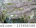 Beautiful pink cherry blossoms blooming in the shrine grounds 115456188