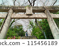 Spring cherry blossoms in full bloom and a large shrine torii gate 115456189