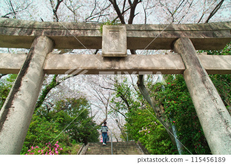 春天盛開的櫻花和神社的大鳥居 春天盛開的櫻花和神社的大鳥居 115456189