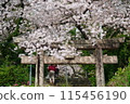 Spring cherry blossoms in full bloom and shrine gates 115456190
