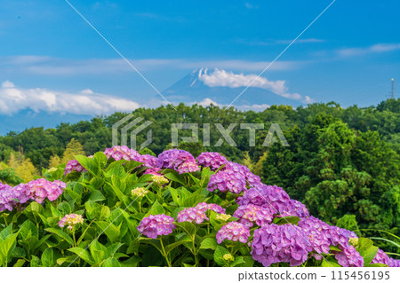 （靜岡縣）從箱根西麓透過繡球花眺望富士山 115456195