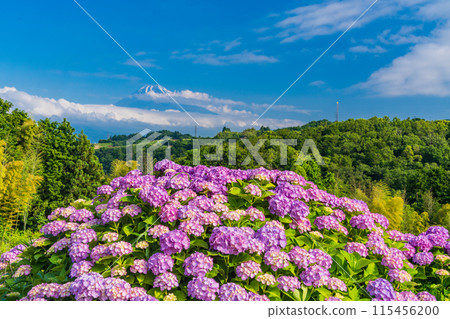 (Shizuoka Prefecture) Mt. Fuji seen through hydrangeas from the western foot of Hakone 115456200