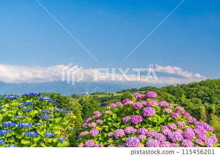 (Shizuoka Prefecture) Mt. Fuji seen through hydrangeas from the western foot of Hakone 115456201
