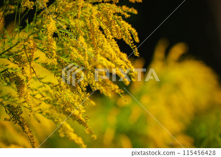 秋季森林公園,一枝黃花盛開 秋季森林公園,一枝黃花盛開 115456428