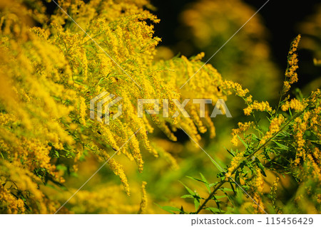 秋季森林公園，一枝黃花盛開 115456429
