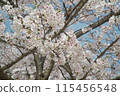 Blue sky and pale pink blossoms of a cherry tree 115456548