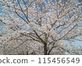 A beautiful cherry tree in full bloom 115456549