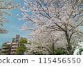 Blue sky, cherry blossoms in full bloom, and an apartment building 115456550