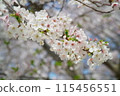 A close-up of a cherry blossom with pale pink flowers 115456551