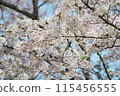 Cherry blossoms in full bloom bathed in spring sunlight 115456555