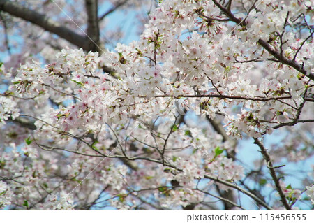 沐浴著春日陽光的櫻花盛開 115456555