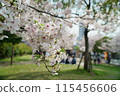 Cherry blossoms in full bloom in the park and people relaxing 115456606