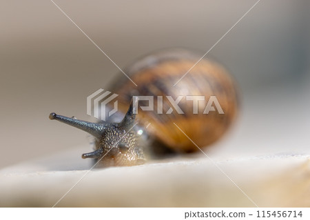 A snail is observed at close range on a sleek surface, with a background slightly out of focus 115456714