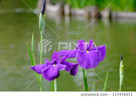 Iris blooming in the garden of Umemiya Taisha Shrine 115456851