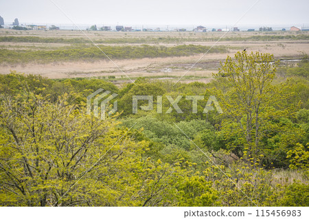 Kiritappu Marshland Boardwalk 115456983