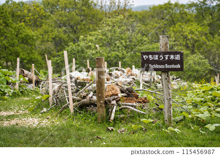 霧多布濕地木路 霧多布濕地木路 115456987