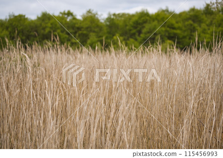 Kiritappu Marshland Boardwalk Kiritappu Marshland Boardwalk 115456993