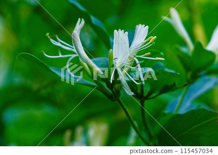Evergreen climbing woody plant Caprifoliaceae Honeysuckle flower 115457034