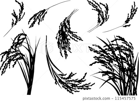 Realistic rice silhouettes, monochrome, variety 115457575