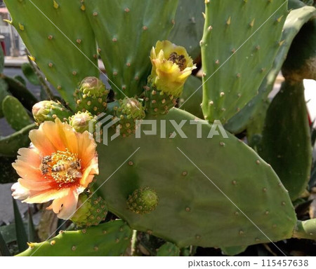 Bees attracted to the nectar of orange prickly pear cactus flowers (Mexico) 115457638